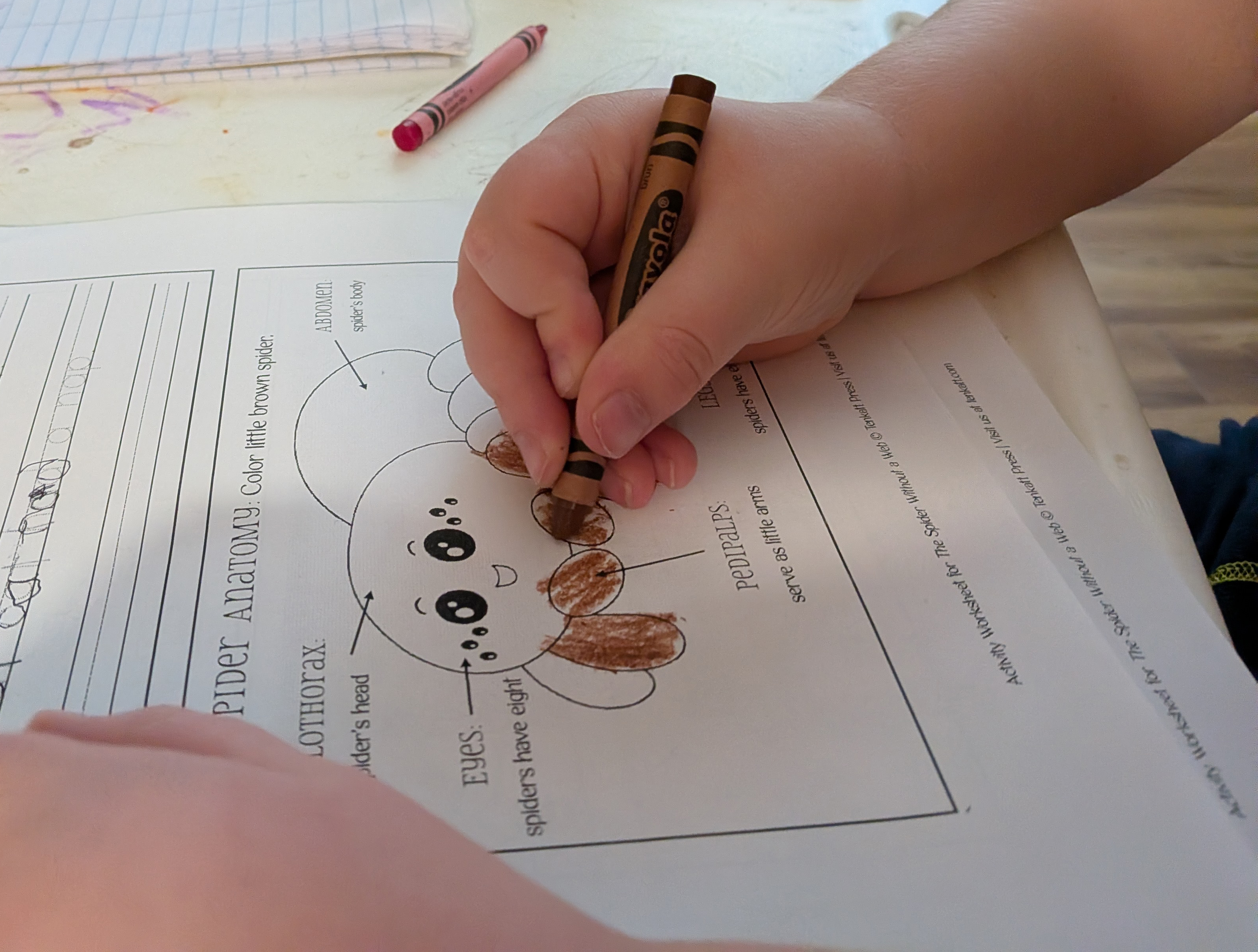 Child coloring a spider anatomy worksheet